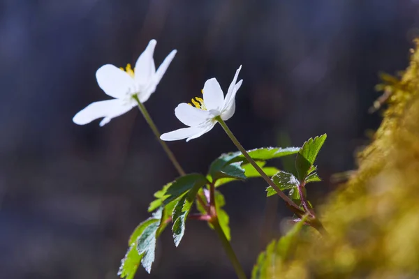 Witte Anemoon Nemorosa Bloeit Het Bos Een Zonnige Dag Wilde — Stockfoto