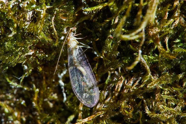 Green Lacewing (Chrysopa perla)  is an insect in the Chrysopidae family. The larvae are active predators and feed on aphids and other small insects.