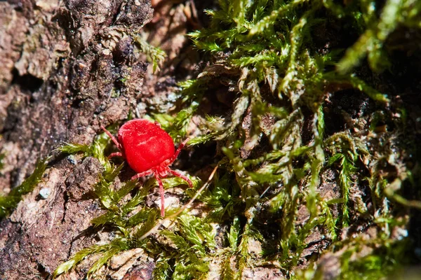 Großaufnahme Makro Rote Samtmilbe Oder Trombidiidae Natürlicher Umgebung Rote Samtmilbe — Stockfoto