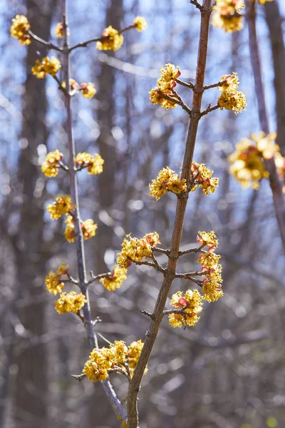自然な緑の背景に明るい黄色の花を持つ美しい小枝 早春の軟選択的マクロ集束コーネリアン桜 コーネリアン ヨーロッパ コーネリアン ドッグウッド — ストック写真
