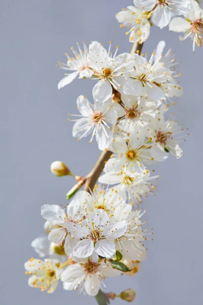 Kwitnąca Śliwka Bliska Wiosenne Białe Kwiaty Gałąź Śliwkowa Białymi Kwiatami — Zdjęcie stockowe