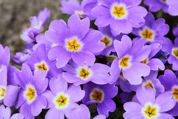 Violett Primula Vulgaris Primula Blommande Primula Primula Vulgaris Trädgårdsarbete — Stockfoto