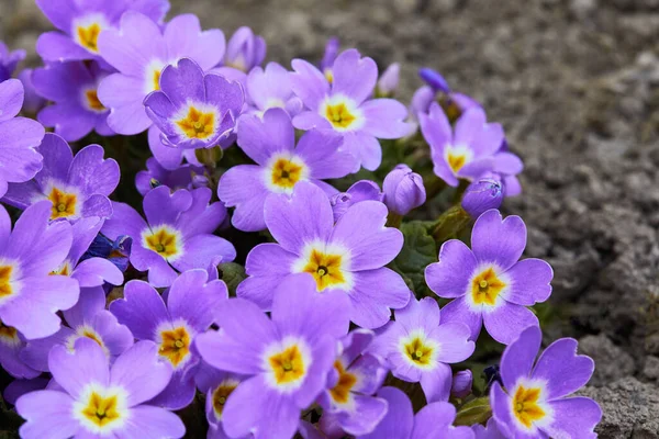 Primula Vulgaris Violeta Onagra Primula Floración Primula Vulgaris Jardinería — Foto de Stock