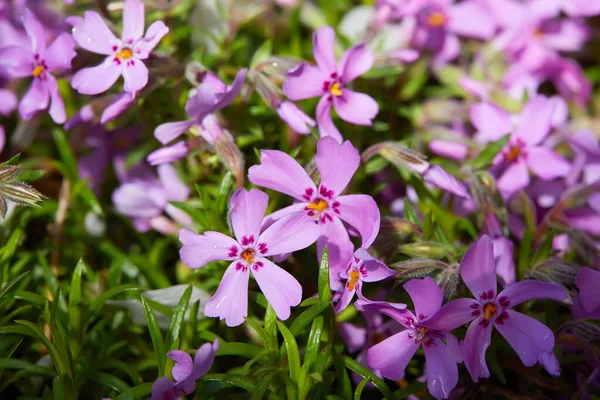 Phlox Phlox Subulata Emerald Pink Mcdaniel Cushion Moss Phlox Fondo —  Fotos de Stock