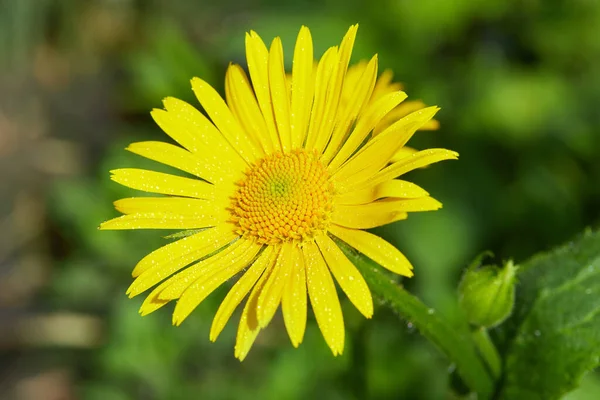 Doronicum Orientale Leopar Bane Lkbahar Bahçesinde Daimi Çiçek Açan Mevsim — Stok fotoğraf