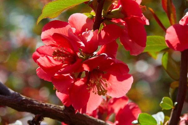 Chaenomeles Marmelo Japonês Primavera Flores Rosa Florescendo Livre Dia Ensolarado — Fotografia de Stock