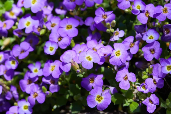 Purple Aubrieta Bunga Atau Aubretia Bunga Aubrieta Deltoidea Tumbuh Kebun — Stok Foto