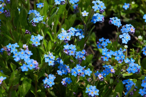 Małe Niebieskie Niezapominajki Lub Kwiaty Trawy Skorpiona Myosotis Rosnące Ogrodzie — Zdjęcie stockowe