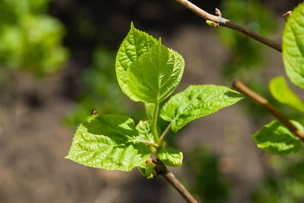 Ortanca filizleri. Açık havada yetişen, yaygın bir süs bitkisi olan ortanca yaprakları. Taze taze yapraklar. 