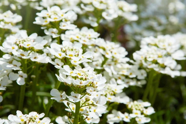 Flores Arábigos Blancos Caucásicos Que Crecen Jardín Fondo Floral Jardinería —  Fotos de Stock