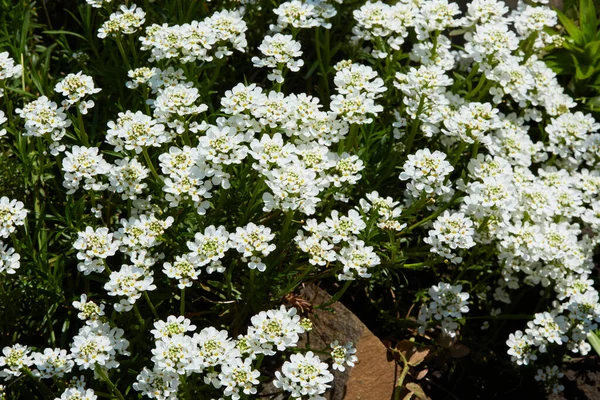 Flores Arábigos Blancos Caucásicos Que Crecen Jardín Fondo Floral Jardinería —  Fotos de Stock