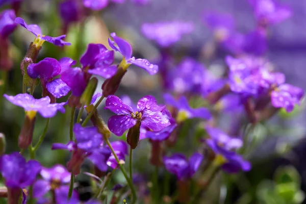 Floraison Aubrietia Aubrieta Fleurs Avec Des Gouttes Eau Poussant Extérieur — Photo