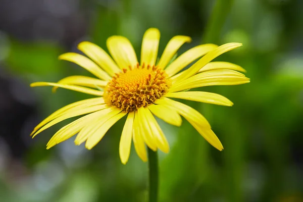 Doronicum Orientale Leopard Bane Сезон Цвіте Багаторічними Квітами Початку Весняного — стокове фото