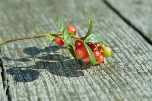 Vaccinium Vitis Idaea Bogyók Vadon Termő Tehén Közel Egy Természetes — Stock Fotó