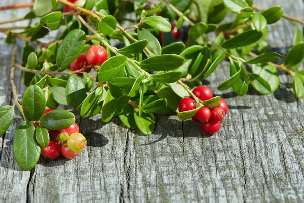 Vaccinium Vitis Idaea Berries Wild Cowberry Close Wooden Natural Background — Stock Photo, Image