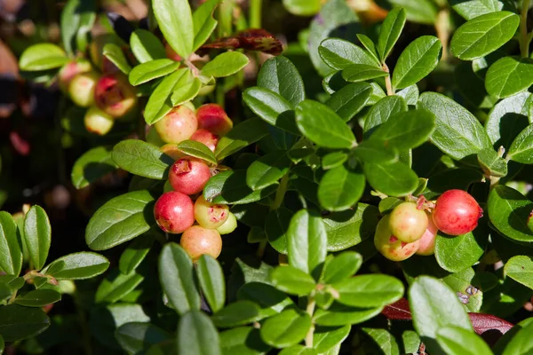 Vad Áfonya Vaccinium Vitis Idaea Közelsége Földön Szamóca Vadon Termő — Stock Fotó