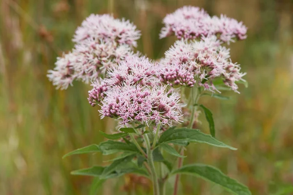 Valeriana Officinalis Kattengras Bloeit Weide Close Zicht — Stockfoto