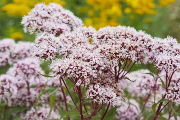 Valeriana Officinalis Kattengras Bloeit Weide Close Zicht — Stockfoto