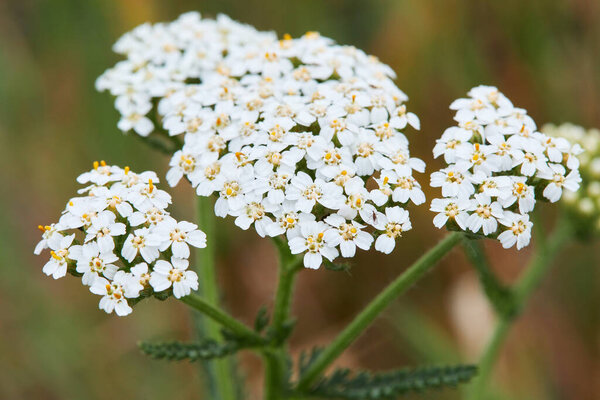 Milfoil flowers in a meadow, close up photo. Medical herb, Achillea millefolium, perennial plant