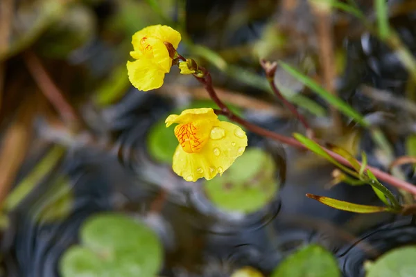 Utricularia vulgaris, bir çeşit etobur bitki, gölette yetişir. Mesane otu - Utricularia australis 
