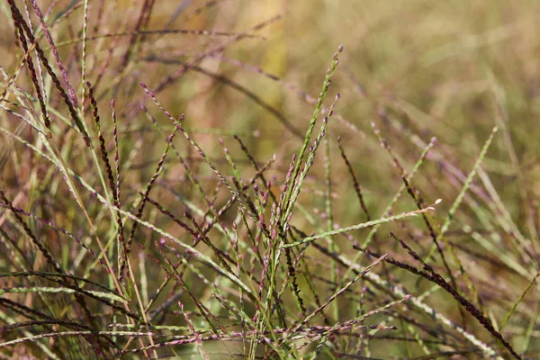 Pink Seeds Miscanthus Grass Miscanthus Decorative Garden Plant — Stock Photo, Image