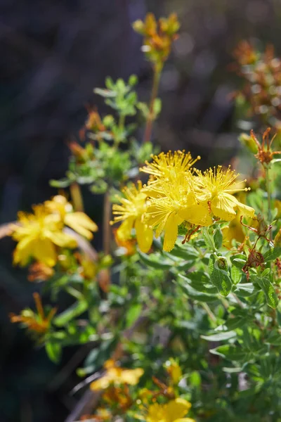 Hypericum Perforatum Also Known John Wort Flowering Plant Species Genus — Stock Photo, Image