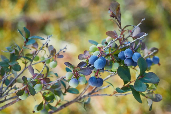 Érett Kék Bog Áfonya Vaccinium Uliginosum Mocsári Erdőben — Stock Fotó