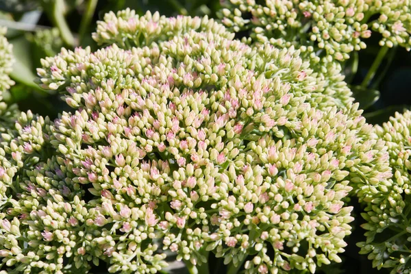 Showy Stonecrop Planta Hielo Hylotelephium Spectabile Está Listo Para Florecer — Foto de Stock