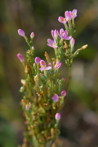 Duin Heiden Gemeenschappelijke Eeuw Centaurium Erythraea Boomgaarden Buiten — Stockfoto