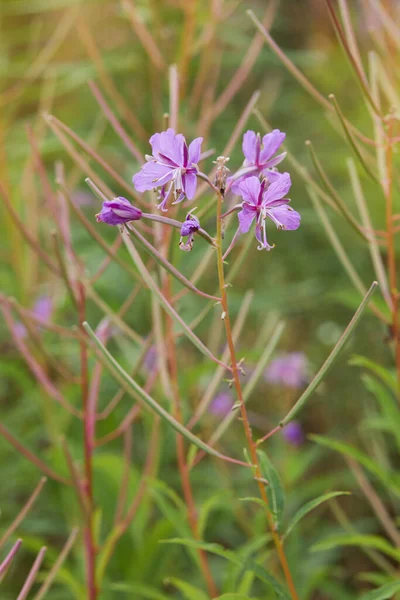 Узколистный Кипарис Chamaenerion Angustifolium Epilobium Angustifolium Летом — стоковое фото