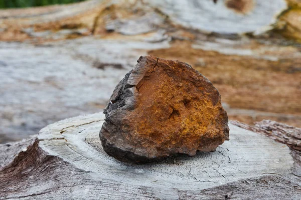 Champiñón Chaga Natural Fondo Madera Natural Inonotus Obliquus Hongo Abedul — Foto de Stock