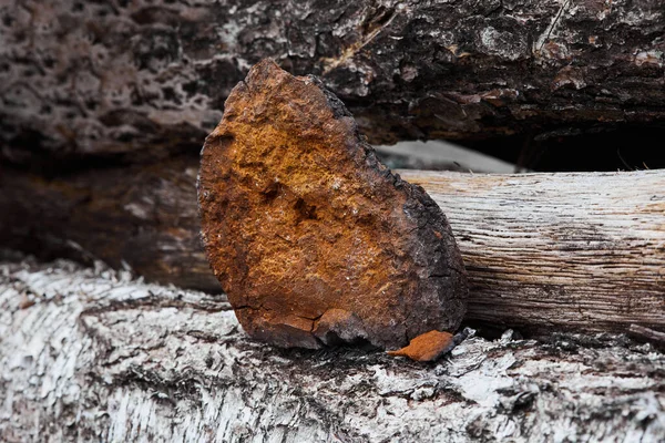 Natürliche Chaga Pilz Einem Natürlichen Holz Hintergrund Inonotus Obliquus Birkenpilz — Stockfoto