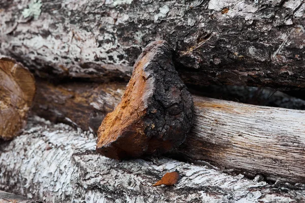 Champiñón Chaga Natural Fondo Madera Natural Inonotus Obliquus Hongo Abedul — Foto de Stock