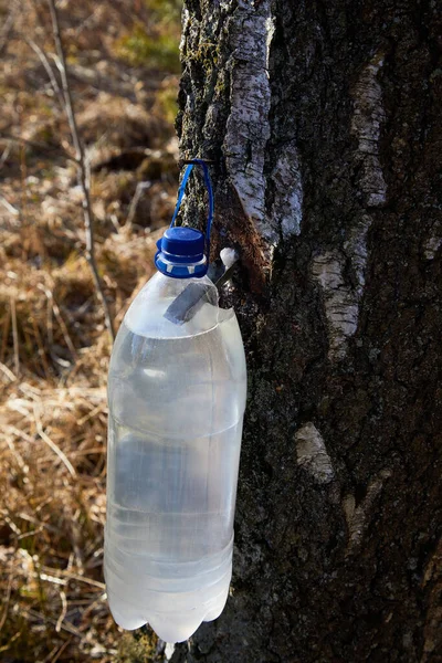 Jugo Abedul Fluye Botella Plástico Savia Abedul Gotea Recipiente Plástico — Foto de Stock