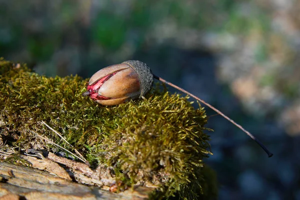 Eichel Oder Eiche Sprießen Langsam Vorfrühling Wald Sämling Von Traubeneichen — Stockfoto