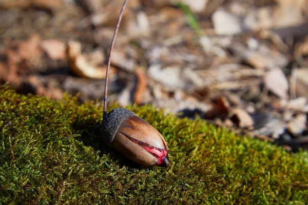 Eichel Oder Eiche Sprießen Langsam Vorfrühling Wald Sämling Von Traubeneichen — Stockfoto