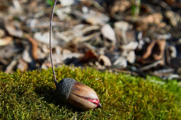 Eichel Oder Eiche Sprießen Langsam Vorfrühling Wald Sämling Von Traubeneichen — Stockfoto