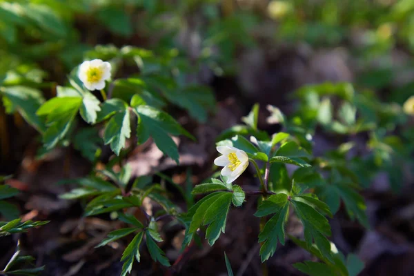 Weiße Anemone Nemorosa Blüht Einem Sonnigen Tag Wald Wilde Anemone — Stockfoto