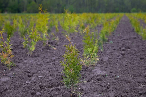 Thuja Occidentalis Nel Centro Del Giardino Vivaio Piante Pianta Decorativa — Foto Stock