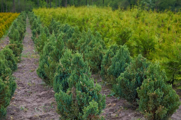 园林店中心有许多小针叶树 园艺用植物和树木的苗圃 — 图库照片