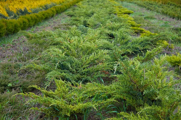 Cespugli Ginepro Nel Negozio Giardinaggio Piantine Cespugli Ginepro Pentole Primavera — Foto Stock