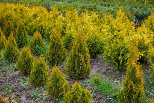 Giardino Negozio Centro Con Molti Dei Giovani Alberi Conifere Vivaio — Foto Stock