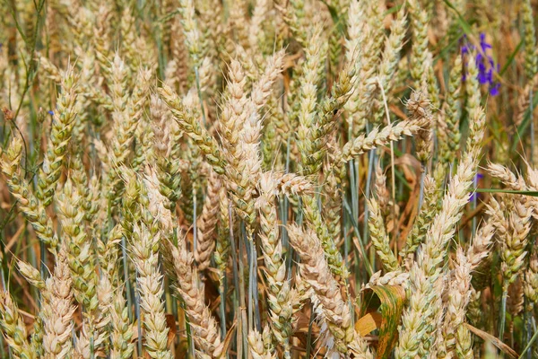麦田绿叶未成熟小麦的耳朵闭合在一起 美丽的风景 清晨的乡村风貌 麦田未熟穗的背景 丰富的收获概念 复制空间 — 图库照片