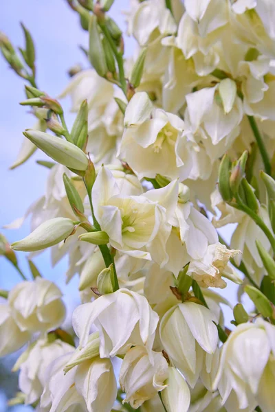 Flores Arbusto Yucca Filamentosa Blanca Otros Nombres Incluyen Aguja Adams —  Fotos de Stock
