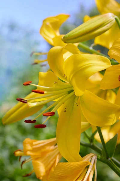 Lírios Amarelos Vibrantes Florescendo Jardim Verão — Fotografia de Stock