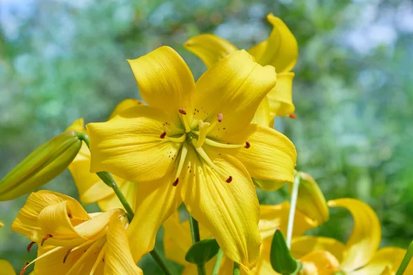 Lírios Amarelos Vibrantes Florescendo Jardim Verão — Fotografia de Stock