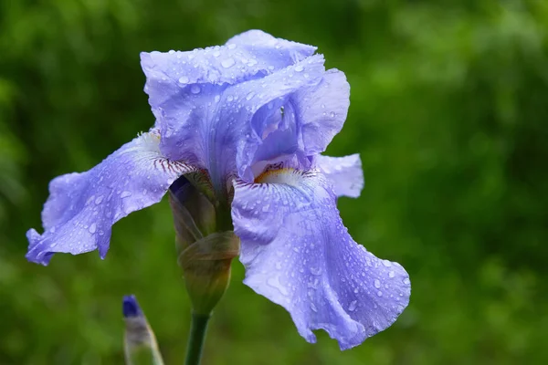 Close Uma Flor Íris Barbuda Iris Germanica Com Gotas Chuva — Fotografia de Stock