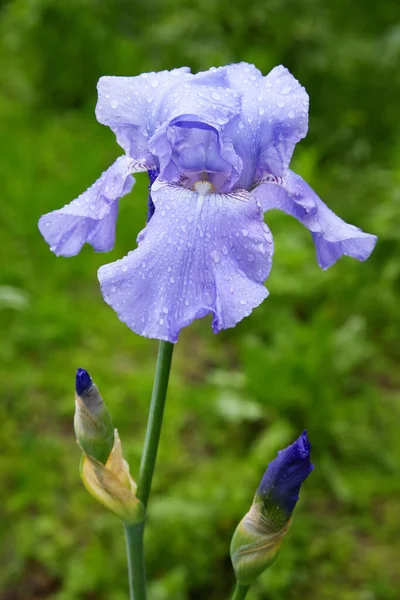 用雨滴对一朵长着胡子的虹膜 日耳曼花 进行特写 美丽的五彩缤纷的花朵 晨露在花园里 — 图库照片