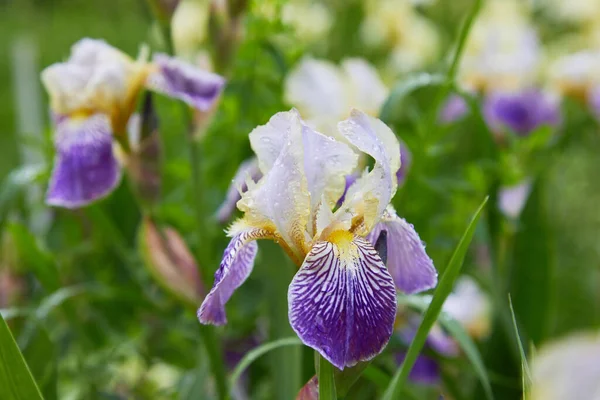 Gros Plan Une Fleur Iris Barbu Iris Germanica Avec Gouttes — Photo