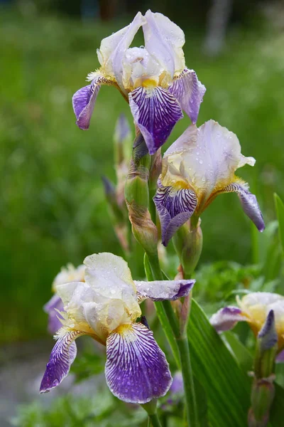 Close Uma Flor Íris Barbuda Iris Germanica Com Gotas Chuva — Fotografia de Stock